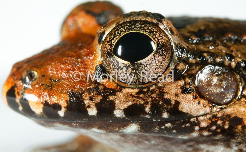 Leptodactylus wagneri