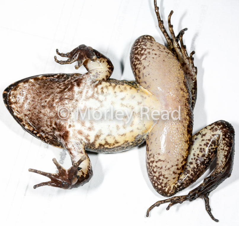 Leptodactylus wagneri