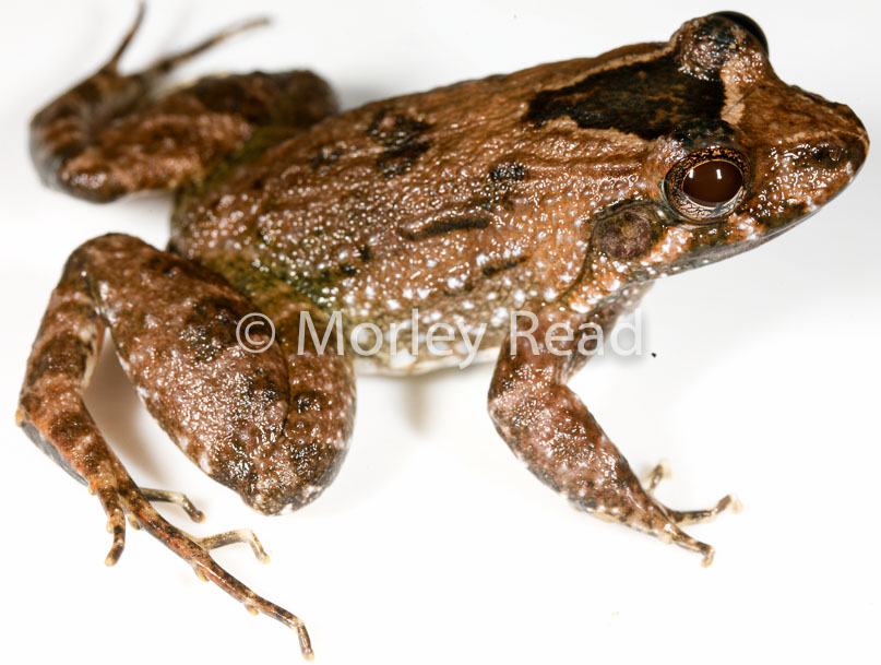 Leptodactylus wagneri