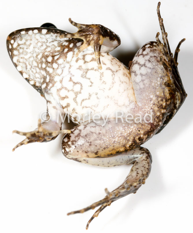 Leptodactylus wagneri