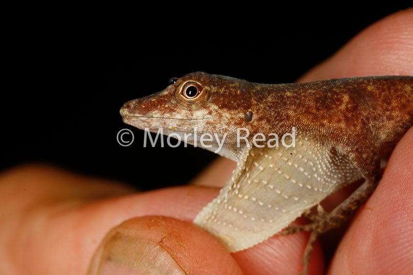 Anolis ortoni