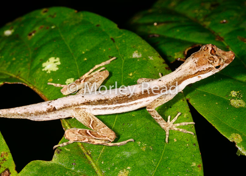 Anolis trachyderma