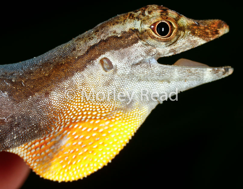 Anolis trachyderma