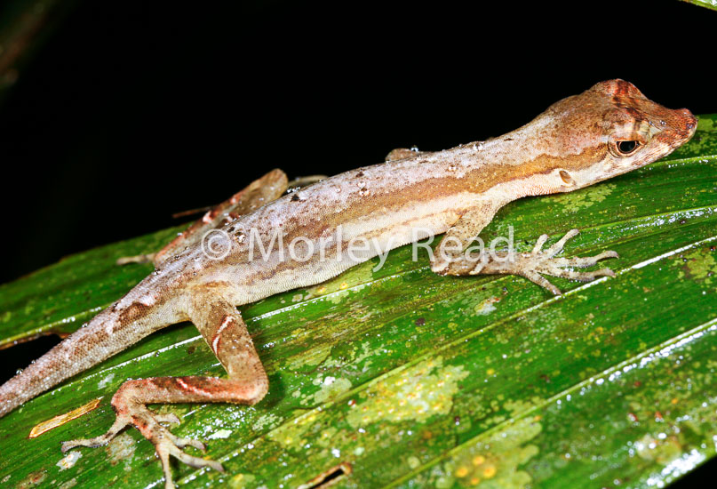 Anolis trachyderma