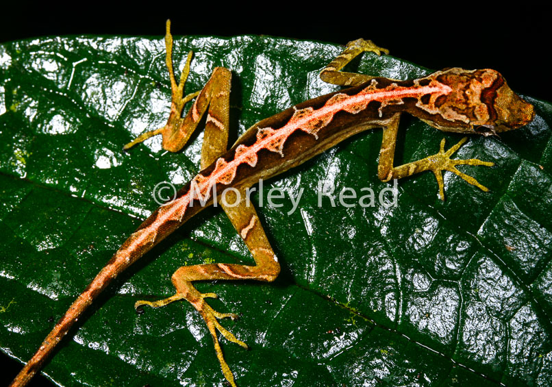 Anolis trachyderma