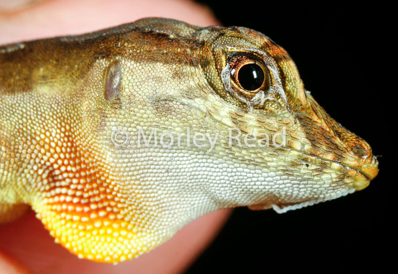 Anolis trachyderma