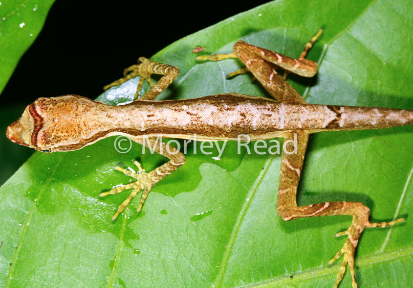 Anolis trachyderma