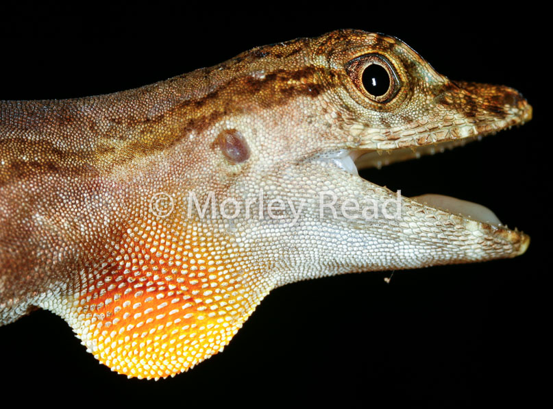 Anolis trachyderma