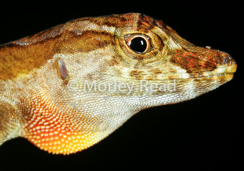 Anolis trachyderma