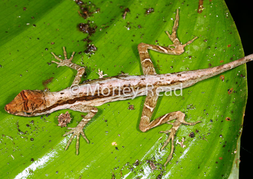 Anolis trachyderma