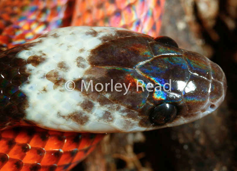 Drepanoides anomalus