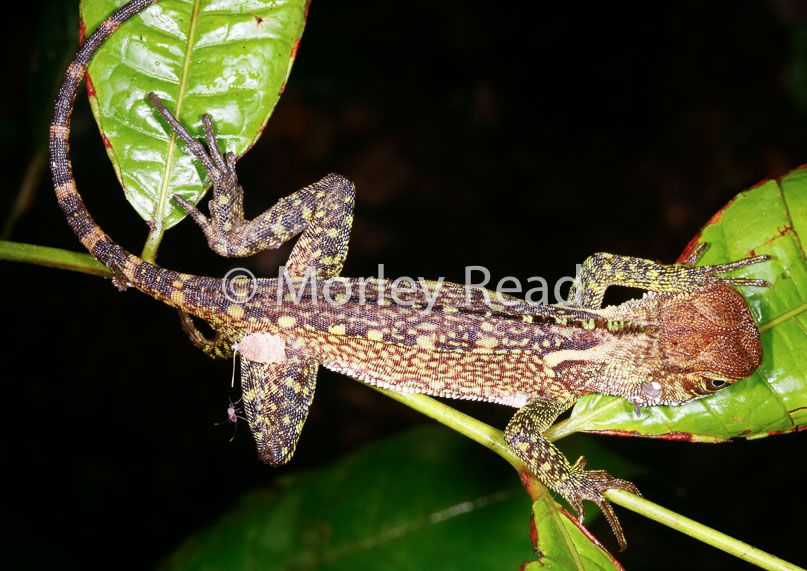 Enyalioides laticeps