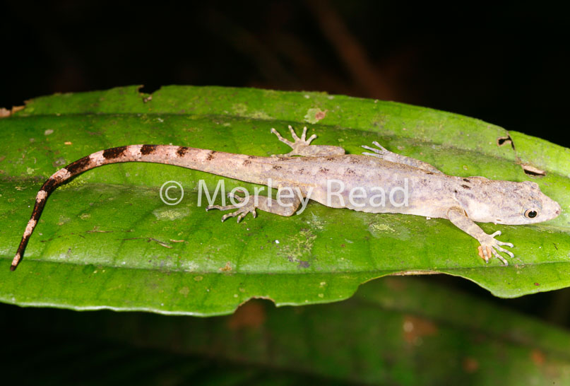 Gonatodes humeralis