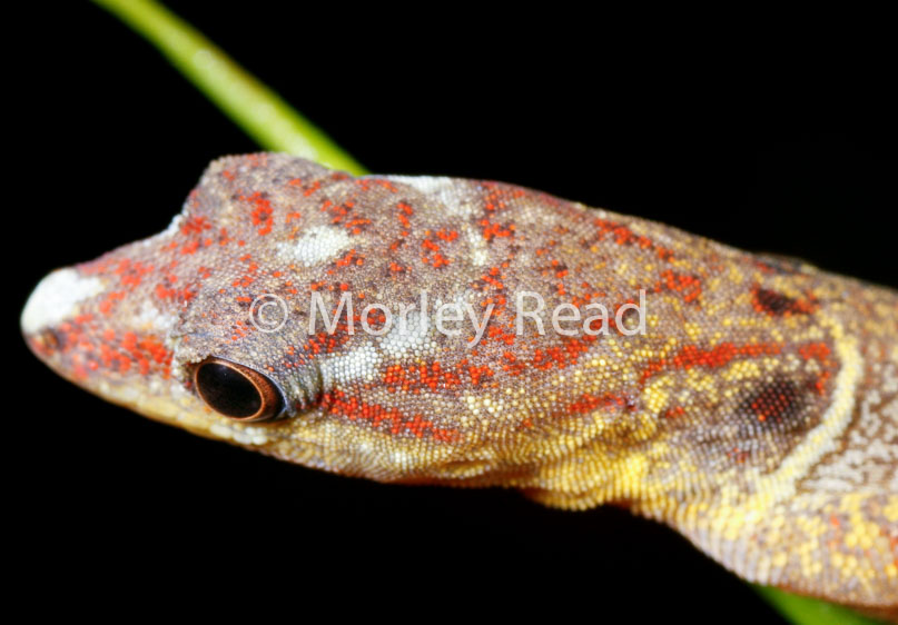 Gonatodes humeralis