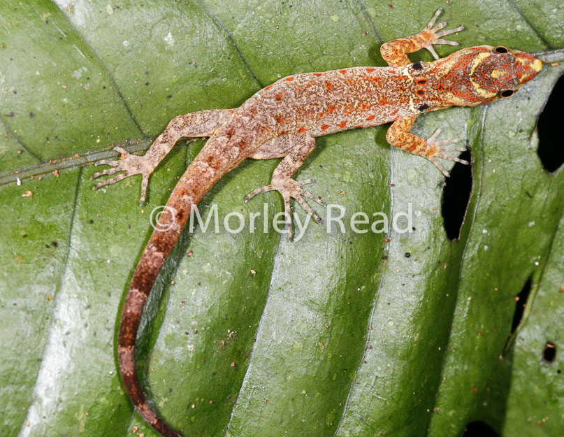 Gonatodes humeralis