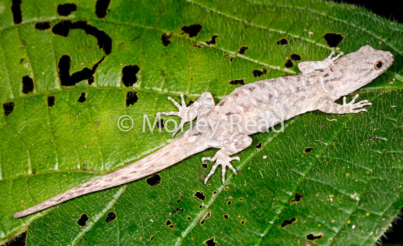 Gonatodes humeralis