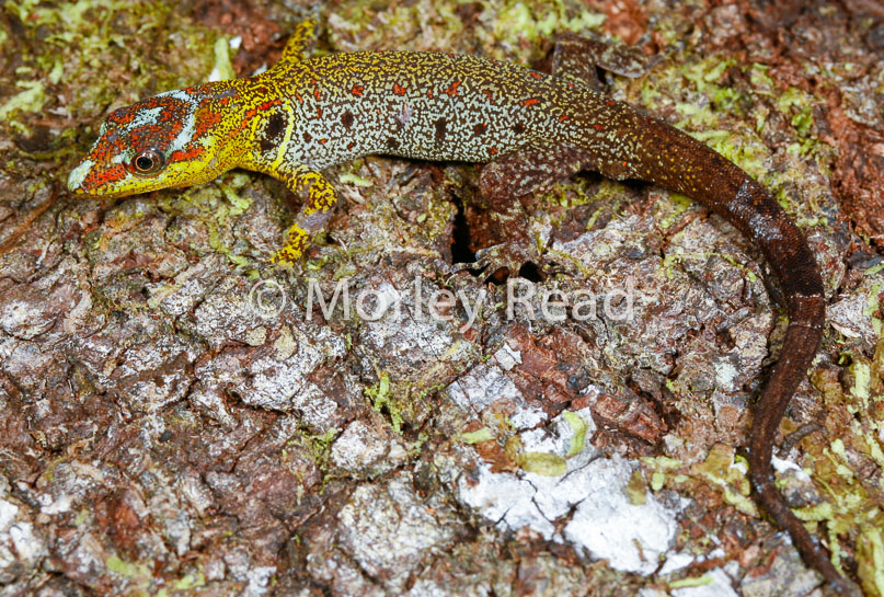 Gonatodes humeralis