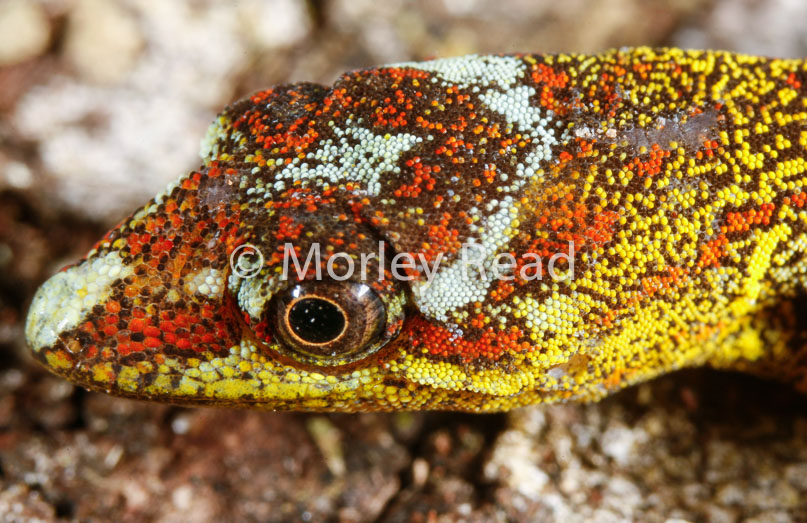 Gonatodes humeralis