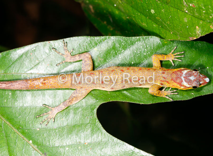 Gonatodes humeralis