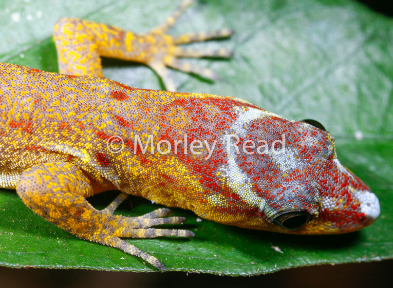 Gonatodes humeralis