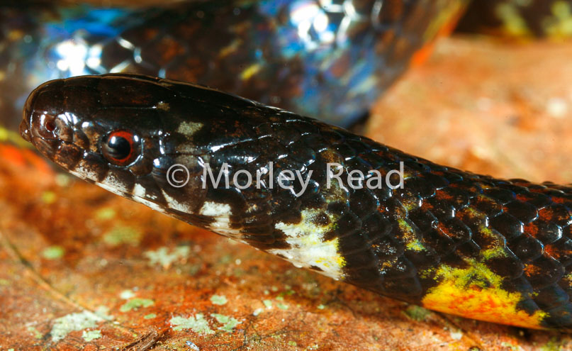 Liophis breviceps