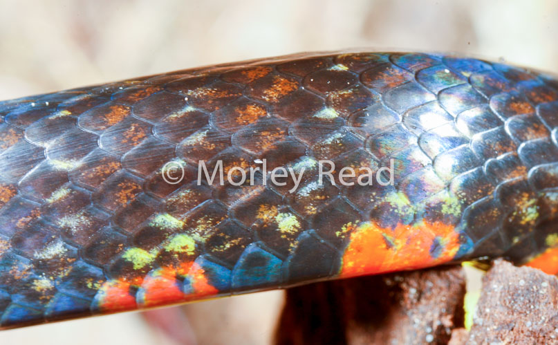 Liophis breviceps