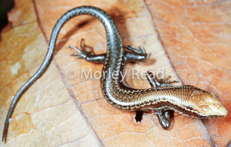 Mabuya nigropunctata