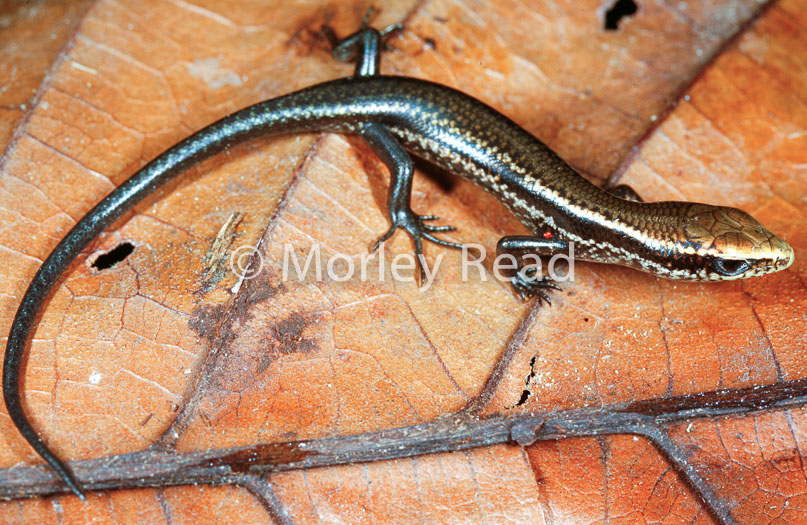 Mabuya nigropunctata