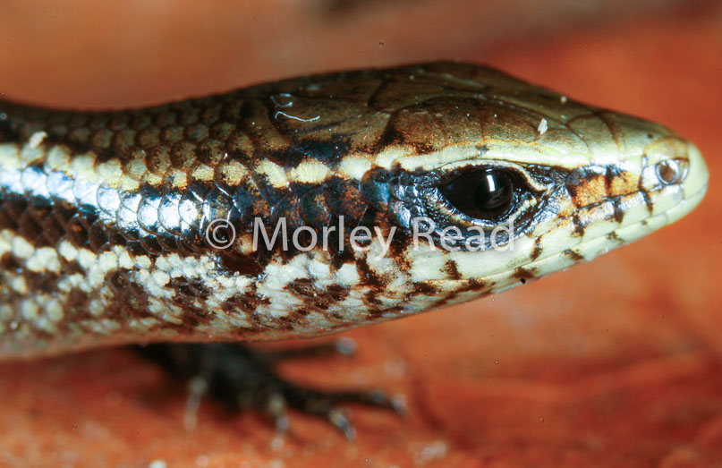 Mabuya nigropunctata