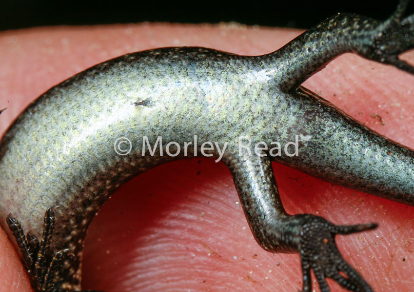 Mabuya nigropunctata