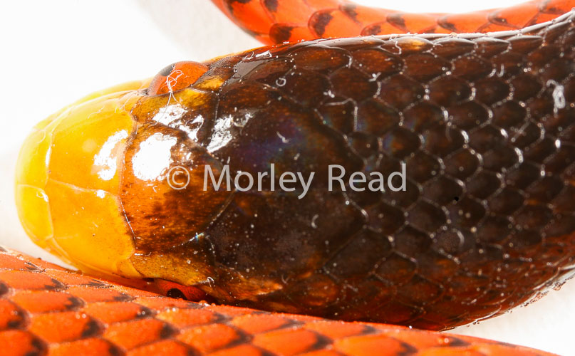 Oxyrhopus formosus