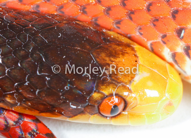Oxyrhopus formosus