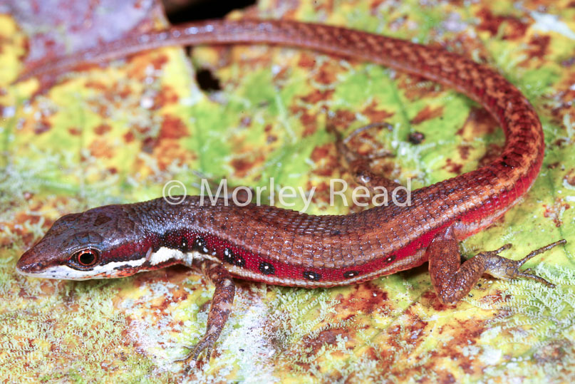 Cercosaura oshaugnesseyi