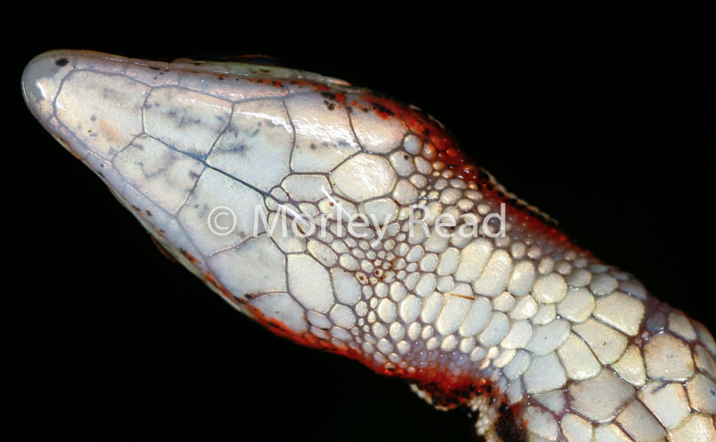 Cercosaura oshaugnesseyi
