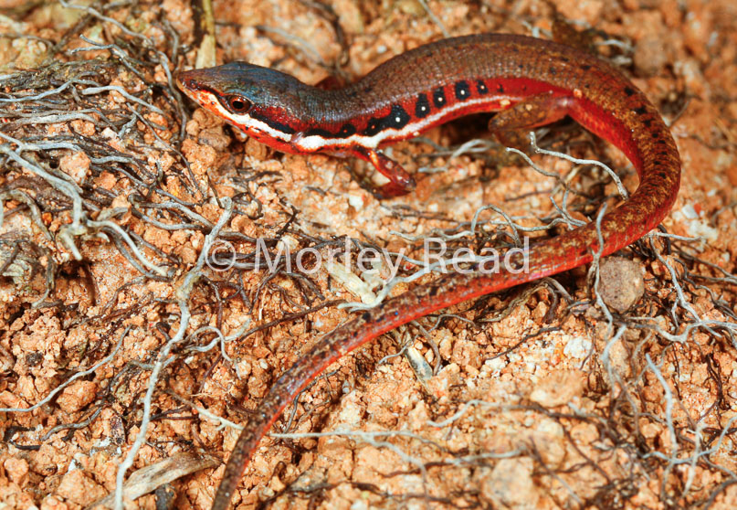 Cercosaura oshaugnesseyi