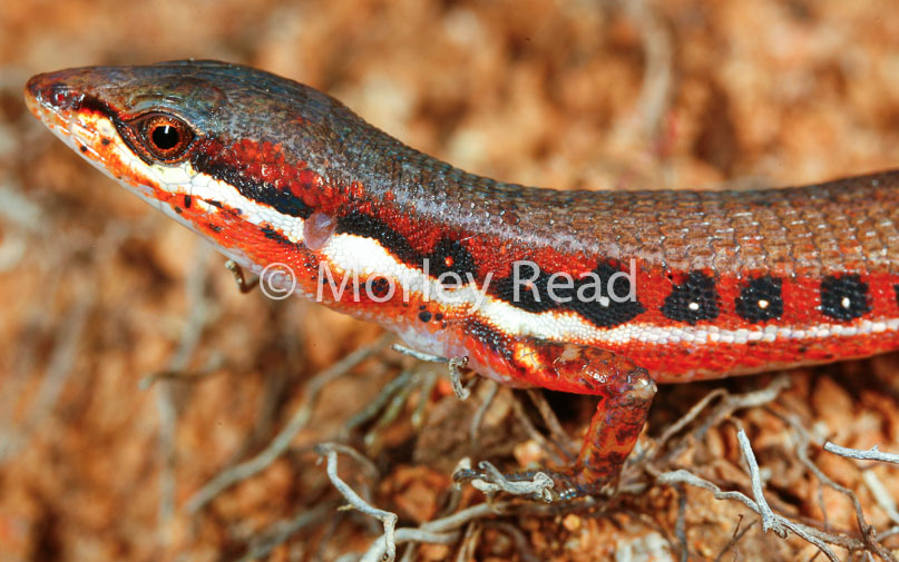 Cercosaura oshaugnesseyi