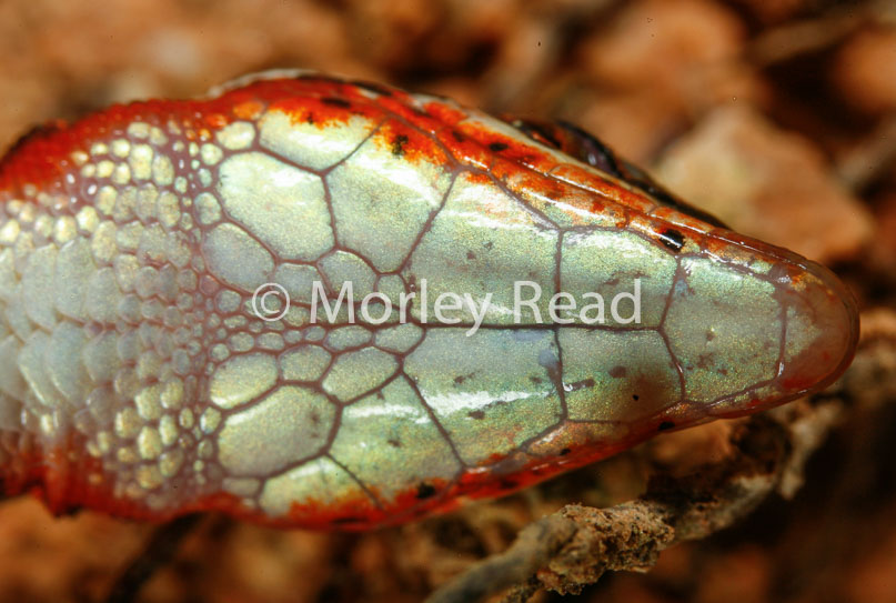 Cercosaura oshaugnesseyi