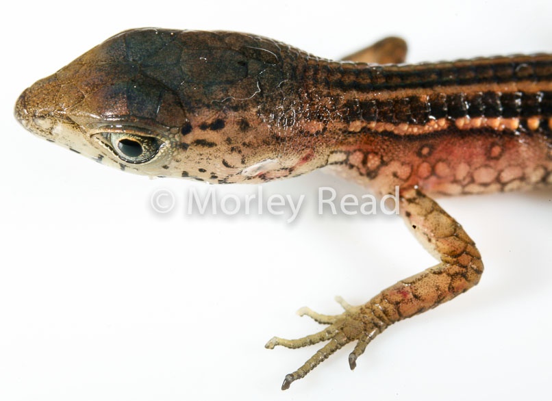 Cercosaura oshaugnesseyi