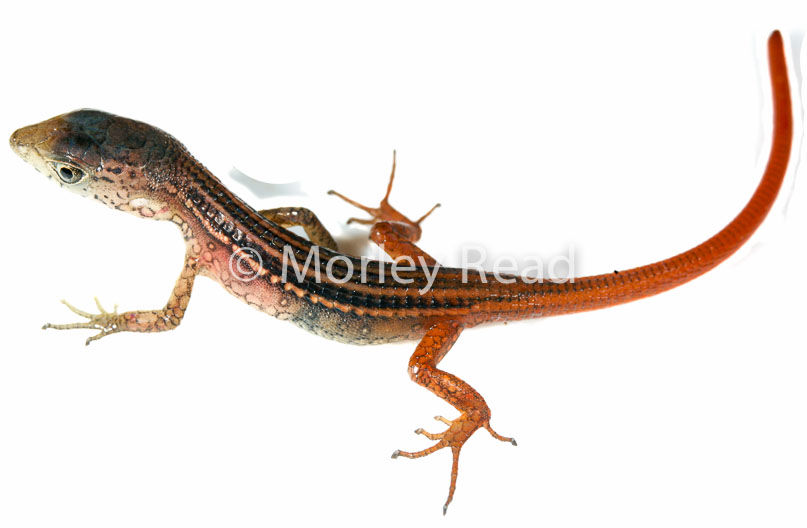 Cercosaura oshaugnesseyi