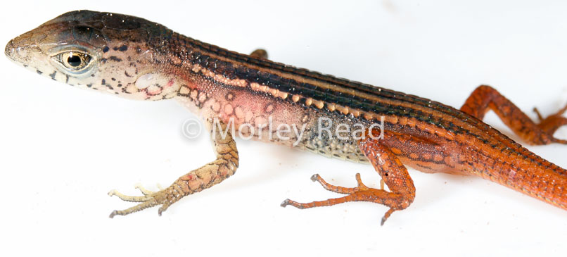 Cercosaura oshaugnesseyi