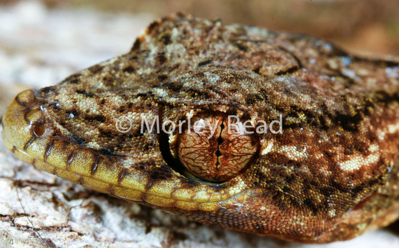 Thecadactylus solimoensis