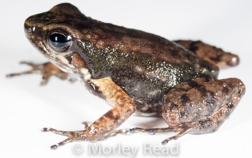 Hyloxalus awa