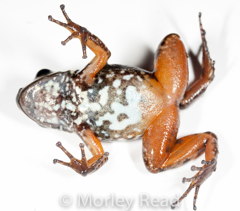 Hyloxalus awa