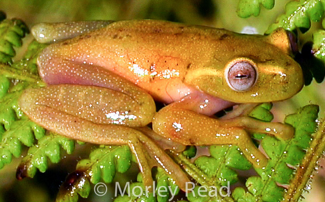 Hyloscirtus alytolylax