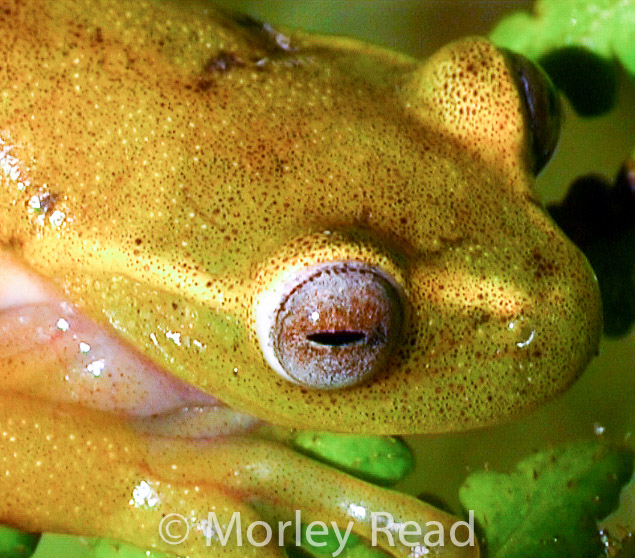 Hyloscirtus alytolylax