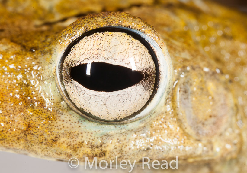 Hypsiboas rosenbergi