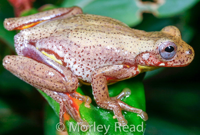Dendropsophus carnifex