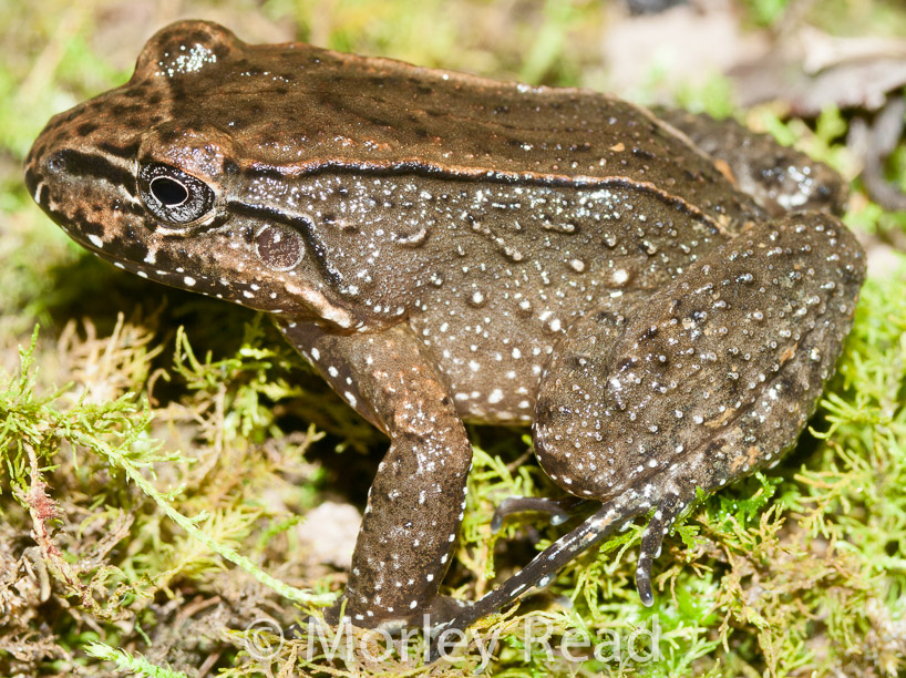 Leptodactylus ventrimaculatus