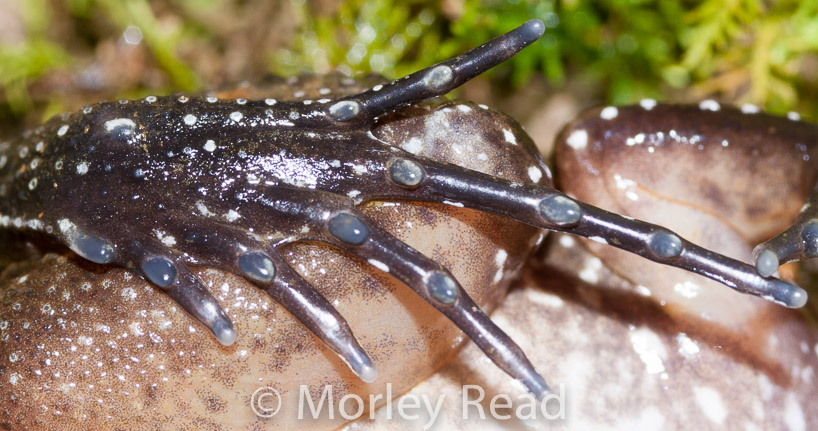 Leptodactylus ventrimaculatus