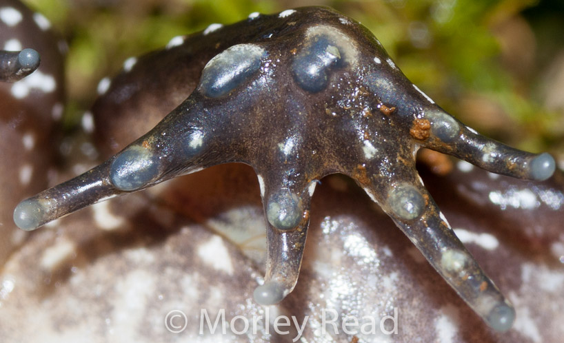 Leptodactylus ventrimaculatus
